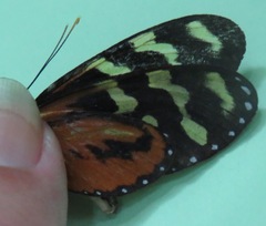 Mechanitis polymnia isthmia