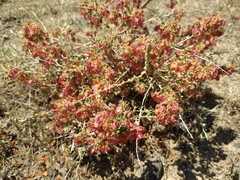 Atraphaxis karataviensis