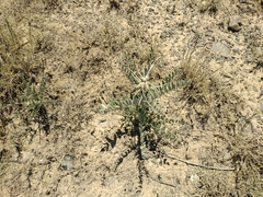 Sophora alopecuroides