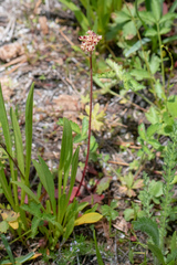 Micranthes aprica