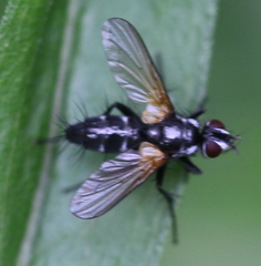 Phyllomya volvulus