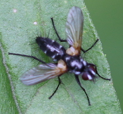 Phyllomya volvulus