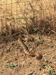 Pituophis catenifer