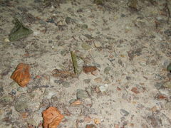 Bufo bufo
