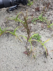 Arabis eschscholtziana