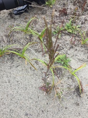 Arabis eschscholtziana