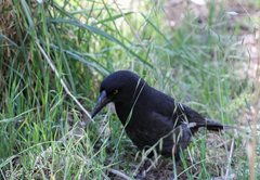 Strepera graculina graculina