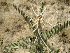 Sophora alopecuroides