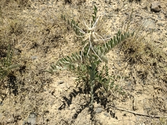 Sophora alopecuroides