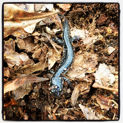 Plethodon glutinosus