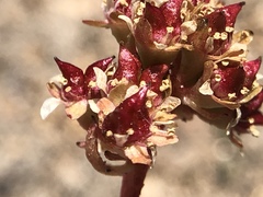 Micranthes aprica