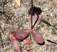 Micranthes aprica