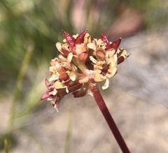 Micranthes aprica