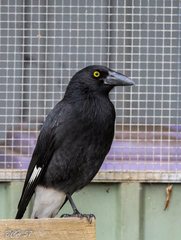 Strepera graculina graculina