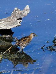 Zapornia pusilla palustris