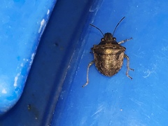 Eysarcoris guttigerus