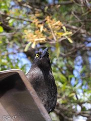 Strepera graculina graculina