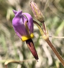 Primula tetrandra