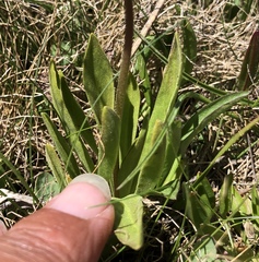 Primula tetrandra