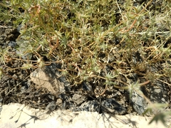 Petrosimonia brachiata