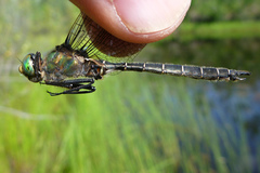 Somatochlora hudsonica