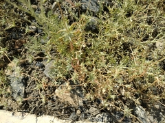 Petrosimonia brachiata