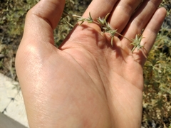 Petrosimonia brachiata