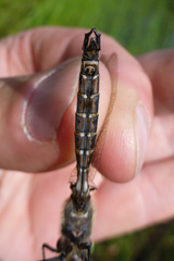 Somatochlora hudsonica