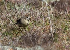 Aphelocephala leucopsis