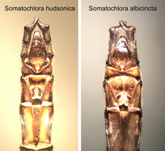 Somatochlora hudsonica