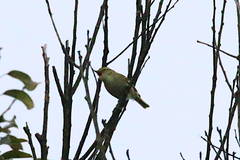 Phylloscopus goodsoni