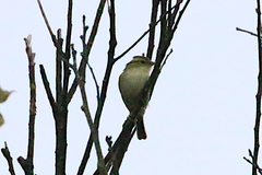 Phylloscopus goodsoni