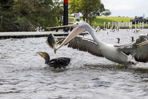 Australian Pelican (Pelecanus conspicillatus), photo 6