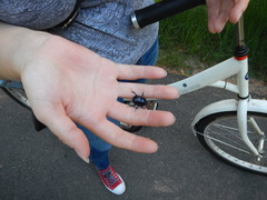 Geotrupes stercorarius