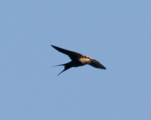 White-backed Swallow (Cheramoeca leucosterna), photo 7