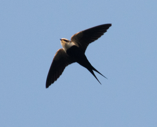 White-backed Swallow (Cheramoeca leucosterna), photo 8
