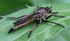 Eutolmus rufibarbis