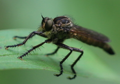 Eutolmus rufibarbis