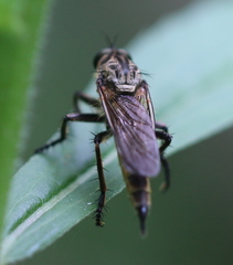 Eutolmus rufibarbis