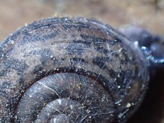 Helminthoglypta orina