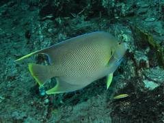 Holacanthus bermudensis