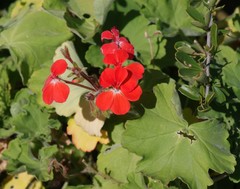 Pelargonium inquinans