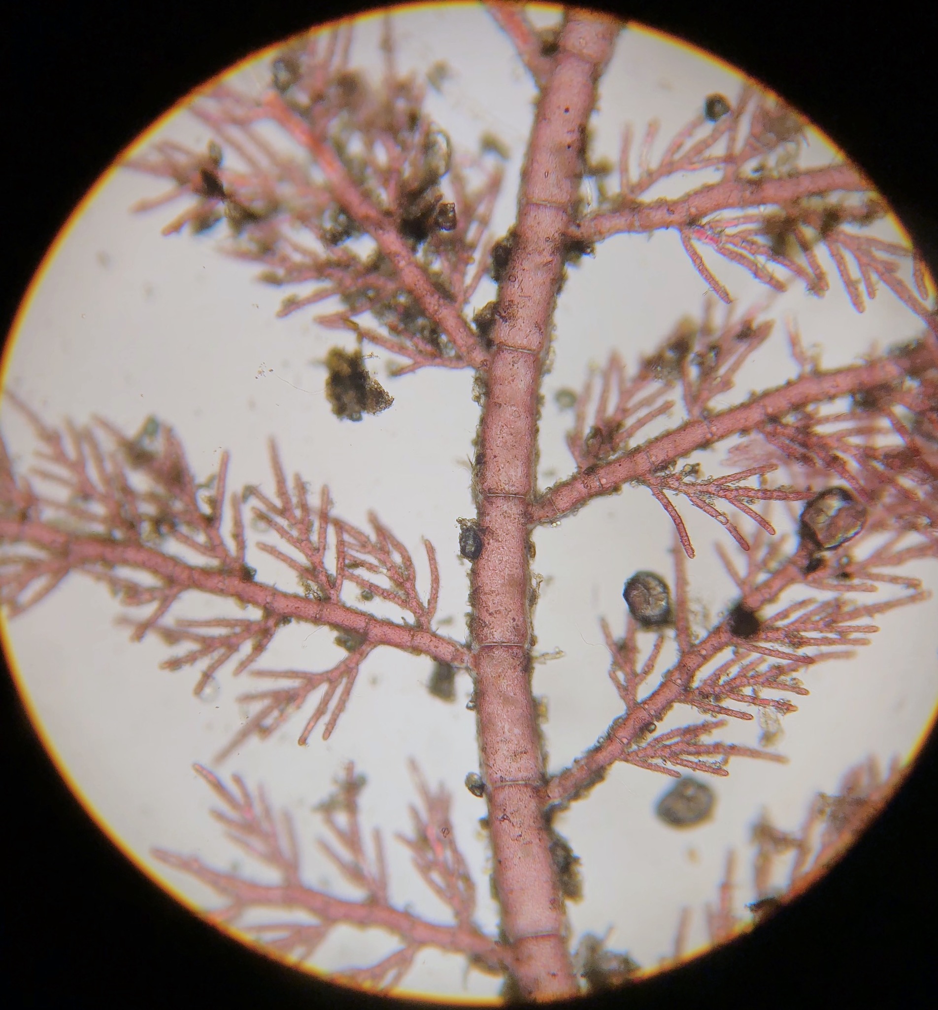 Pleonosporium vancouverianum