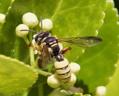 Cerceris californica