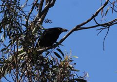 Strepera graculina graculina