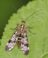 Panorpa vulgaris