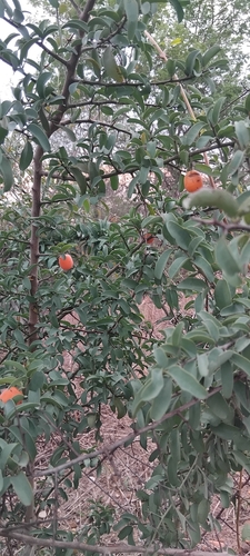 smooth sourplum