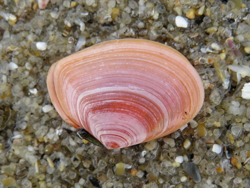 Photo of Macomangulus tenuis (da Costa, 1778) (Macomangulus tenuis (da Costa, 1778))