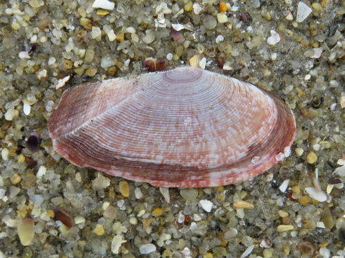 Faroe Sunset Clam