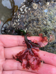 Callophyllis flabellulata